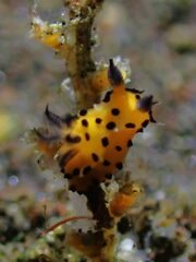Polycera abei