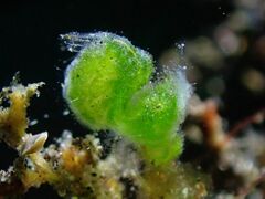 Phycocaris simulans