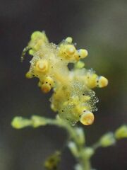 Eubranchus rubropunctatus