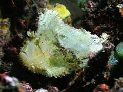 Taenianotus triacanthus