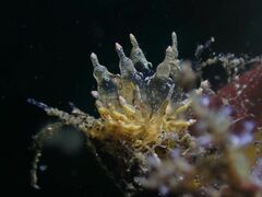 Eubranchus ocellatus