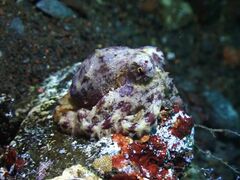 Amphioctopus mototi