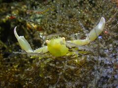 Quadrella serenei