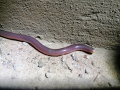 Rhinotyphlops lalandei