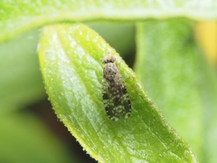 Austrotephritis poenia