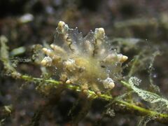 Eubranchus mandapamensis