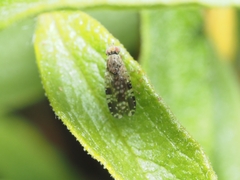 Austrotephritis poenia