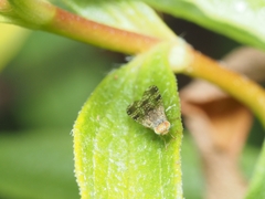 Austrotephritis poenia