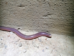 Rhinotyphlops lalandei