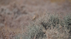 Epthianura aurifrons