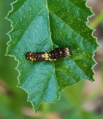 Papilio demoleus sthenelus