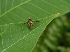 Bactrocera dorsalis