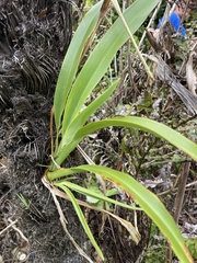 Phormium tenax
