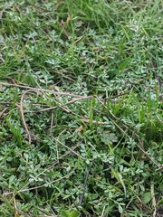 Limnanthes macounii