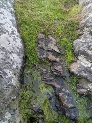 Limnanthes macounii