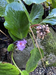 Bergenia