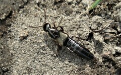 Philonthus decorus