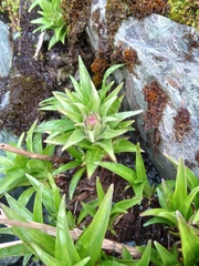 Dolichoglottis scorzoneroides