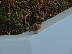 Passer montanus saturatus