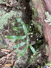 Lygodium articulatum