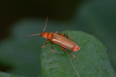 Cantharis cryptica