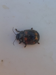 Paropsisterna octosignata