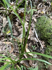 Carex uncinata