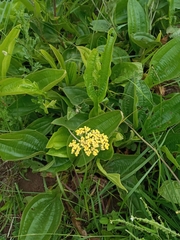 Helichrysum nudifolium
