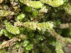 Cladomnion ericoides