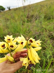 Eulophia welwitschii