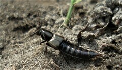 Philonthus decorus