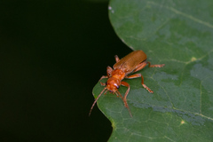 Cantharis cryptica