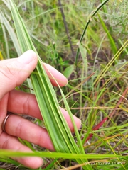 Eulophia welwitschii