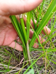 Eulophia welwitschii