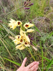 Eulophia welwitschii