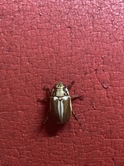 Anoplognathus abnormis