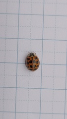 Harmonia axyridis