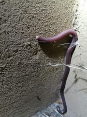 Rhinotyphlops lalandei