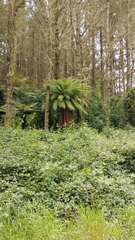 Dicksonia fibrosa