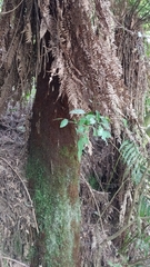 Dicksonia fibrosa
