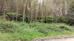 Dicksonia fibrosa