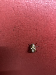 Anoplognathus abnormis