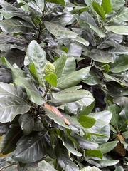 Magnolia dodecapetala