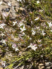 Lachnaea burchellii
