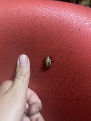 Anoplognathus abnormis
