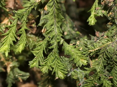 Plagiochila trispicata