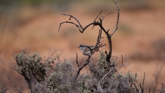 Pyrrholaemus brunneus