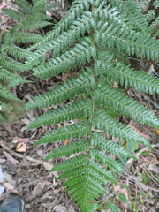 Dicksonia fibrosa