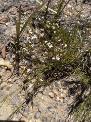 Lachnaea burchellii