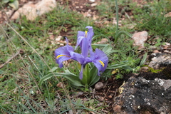 Iris planifolia
